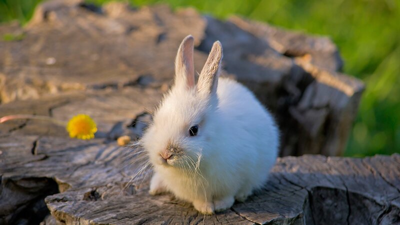 White Baby Rabbit — Calm, Afternoon, Photograph, Wooden Stump
