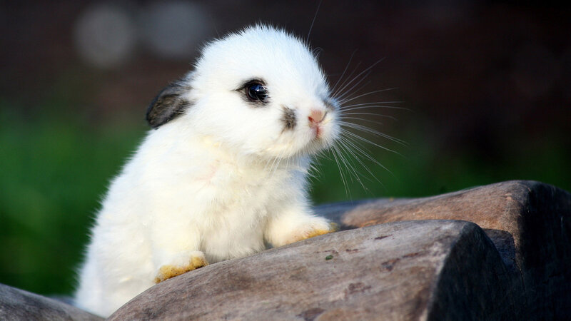 White Baby Rabbit — Calm, Afternoon