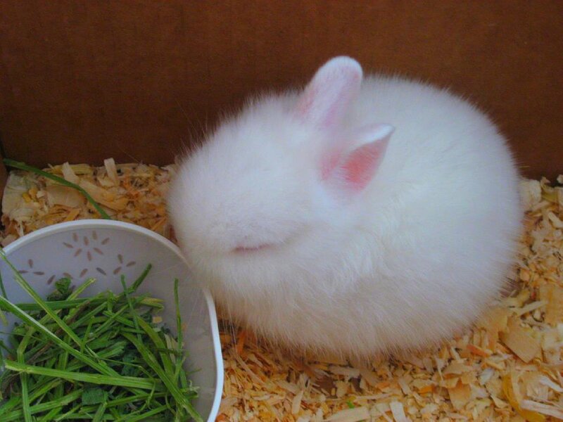 White Baby Rabbit — Calm, Photograph, Bowl