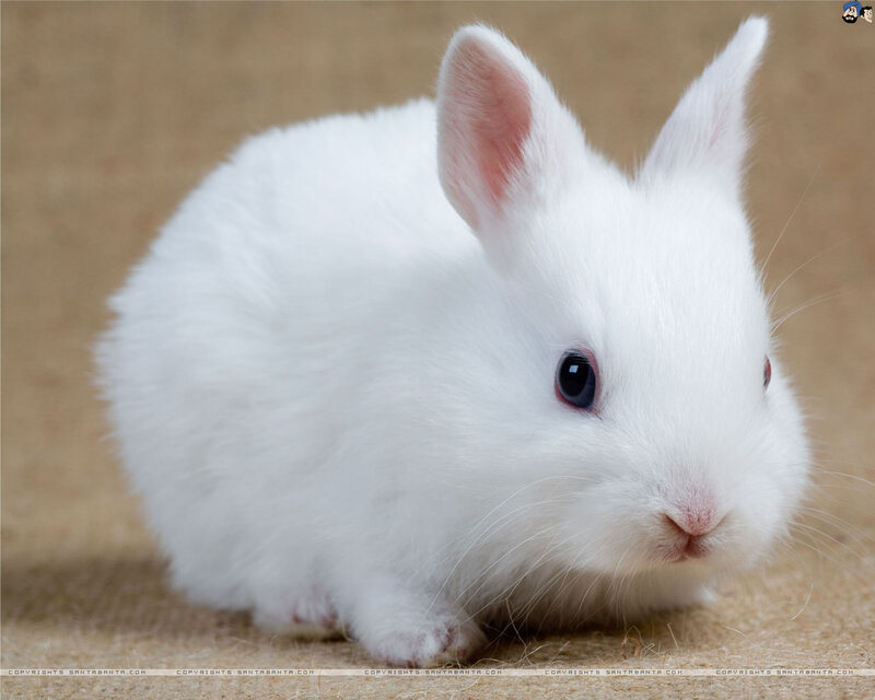 White Baby Rabbit — Calm, Photograph, Ears