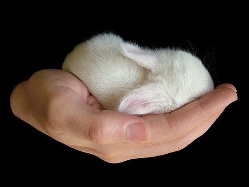 White Baby Rabbit — Calm, Photograph, Hand