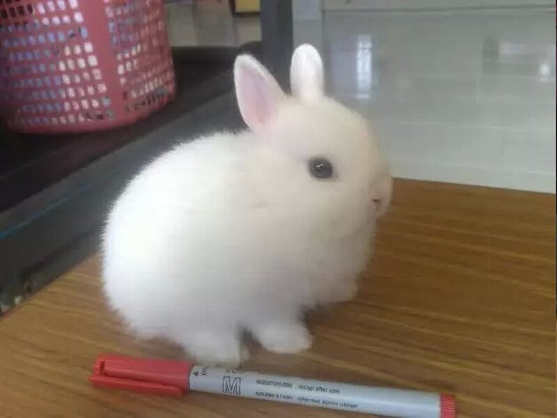 White Baby Rabbit — Calm, Photograph, Pen