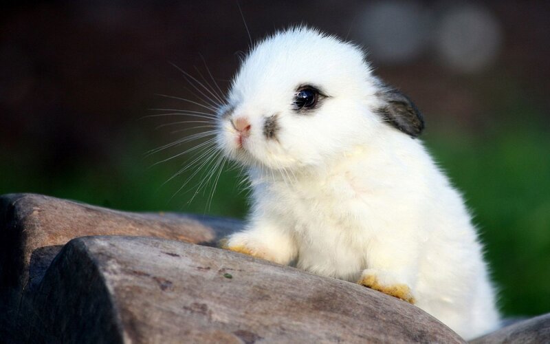 White Baby Rabbit — Calm, Photograph