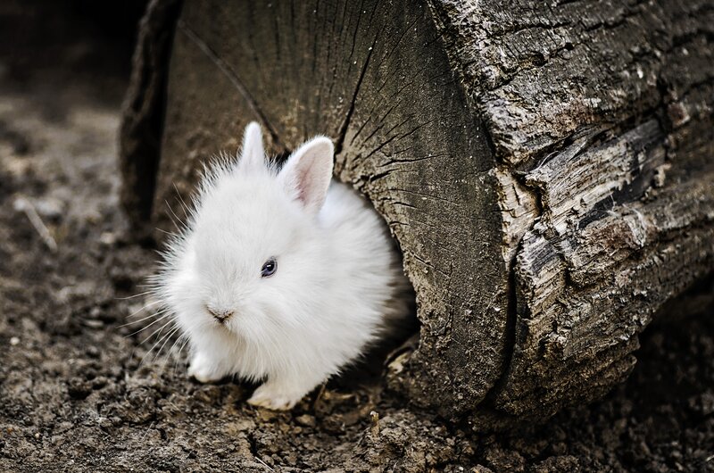 White Baby Rabbit — Calm, Photograph, Tree Stump