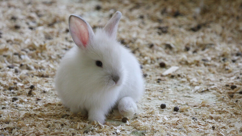 White Baby Rabbit — Calm, Photograph, Wood Shavings