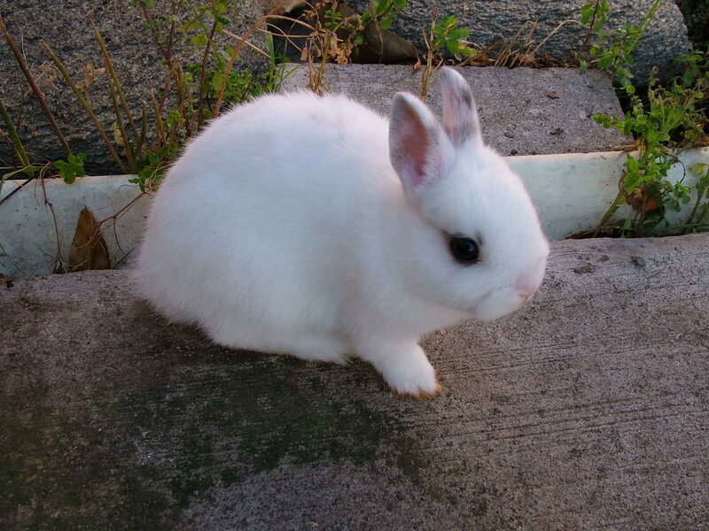 White Baby Rabbit — Calm