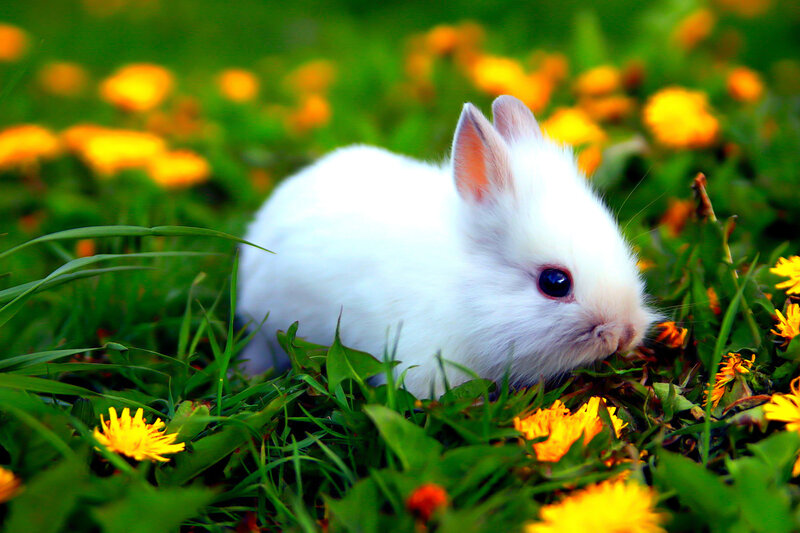 White Baby Rabbit — Green