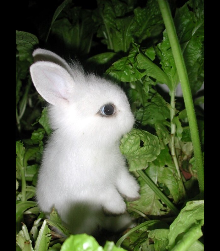 white baby rabbit in greens