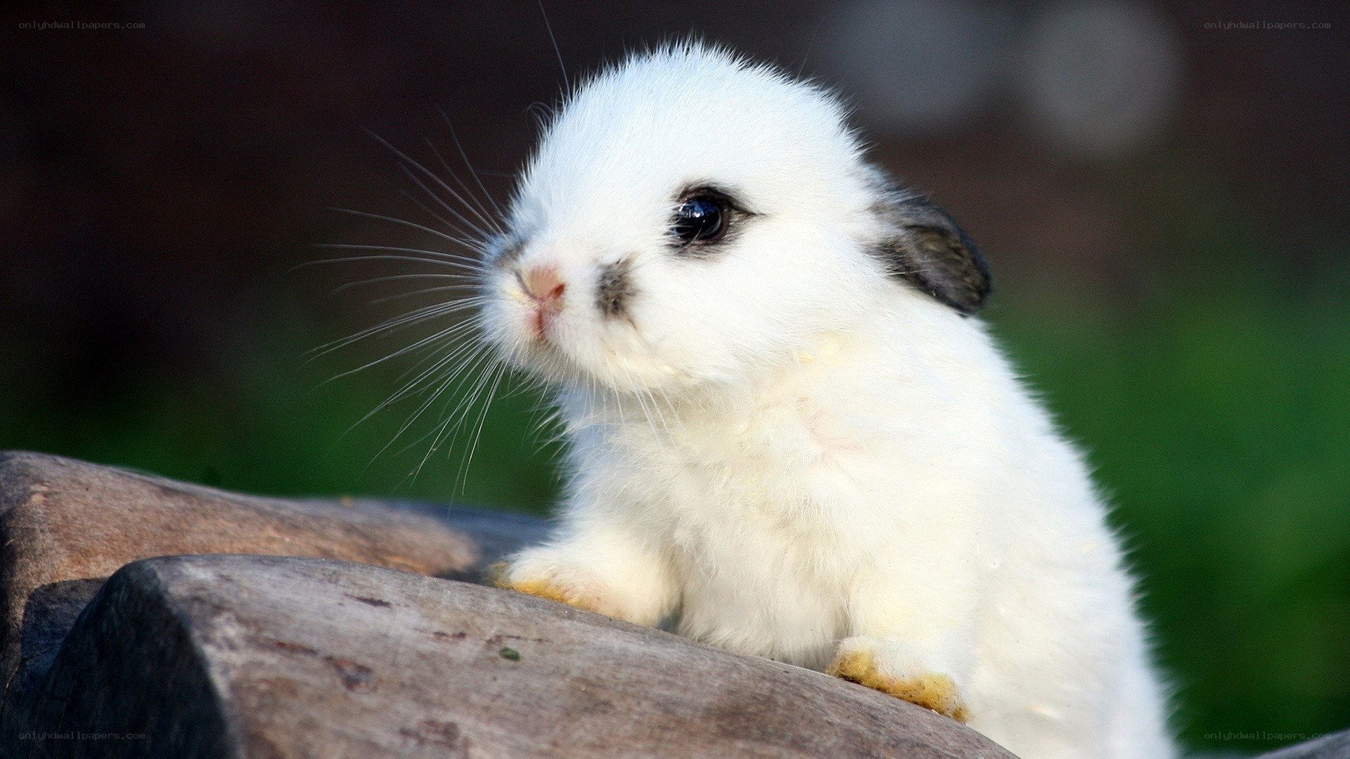 white baby rabbit on log