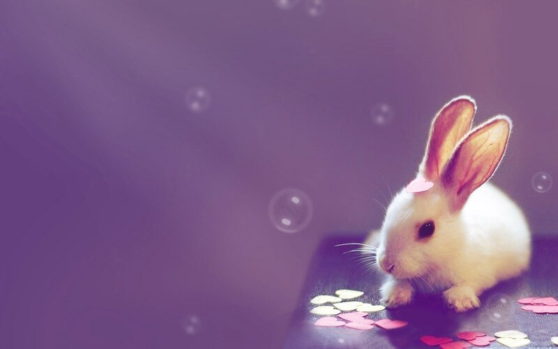 White Baby Rabbit — Purple