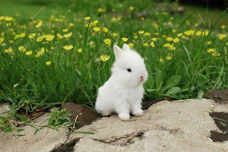 White Baby Rabbit — Serene, Spring