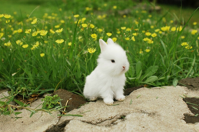 White Baby Rabbit — Serene