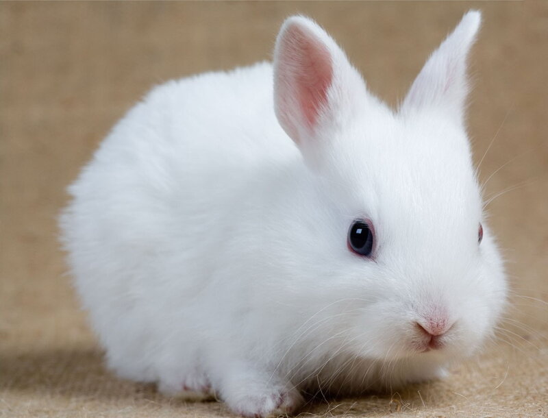 white baby rabbit