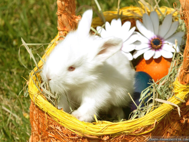 White Baby Rabbit — Yellow