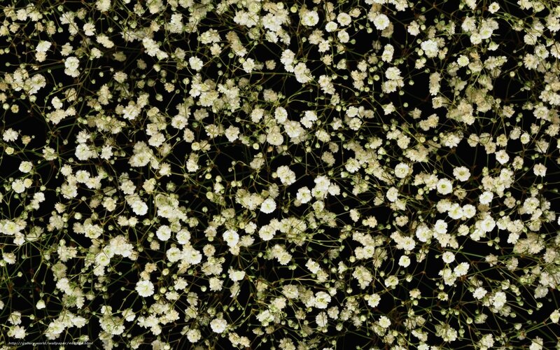 White baby's breath flowers