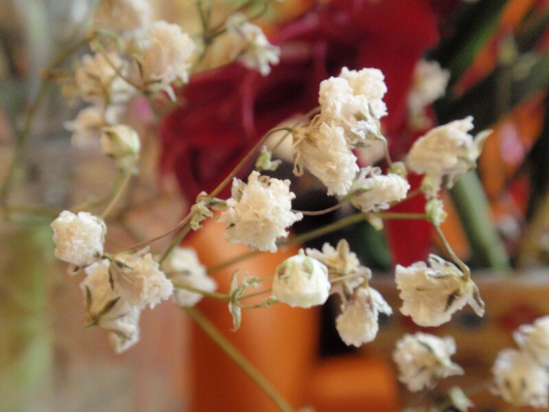 white baby's breath flowers
