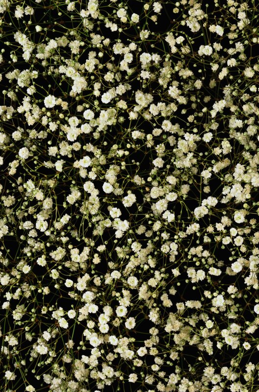 white baby's breath flowers