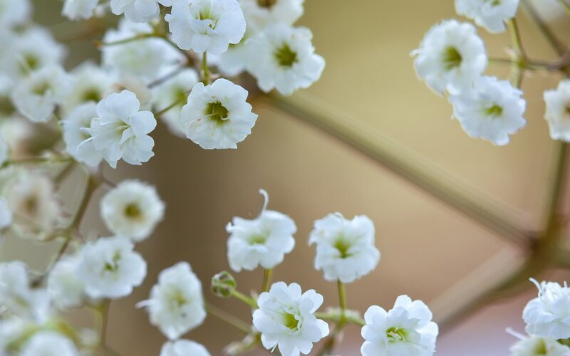 white baby's breath flowers