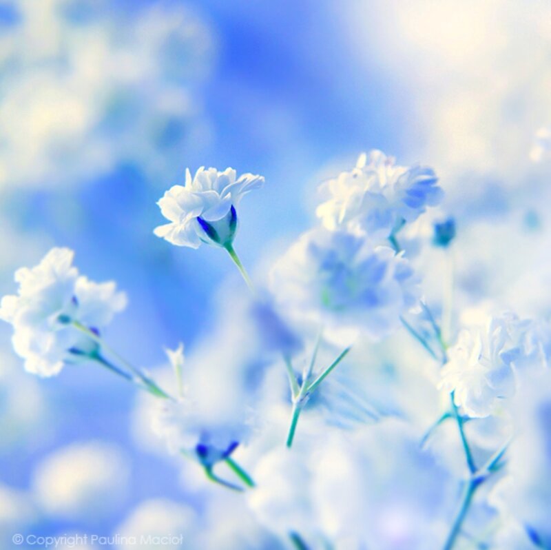 White Baby's Breath Flowers — Blue