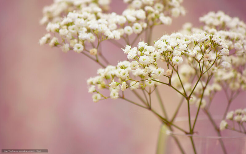 White Baby's Breath Flowers — Pink