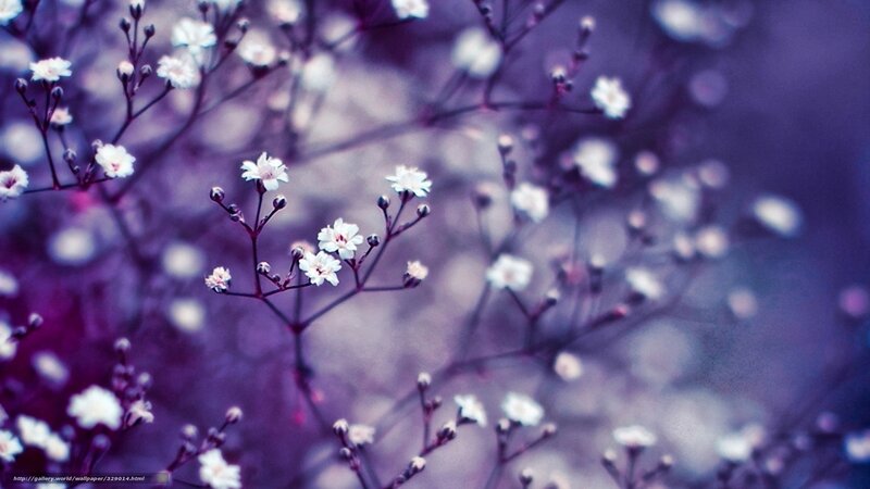 White Baby's Breath Flowers — Purple, Serene, Photograph, Buds
