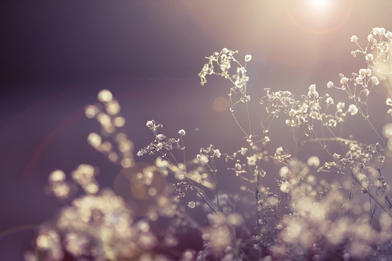 White Baby's Breath Flowers — Purple, Serene, Sunset, Photograph