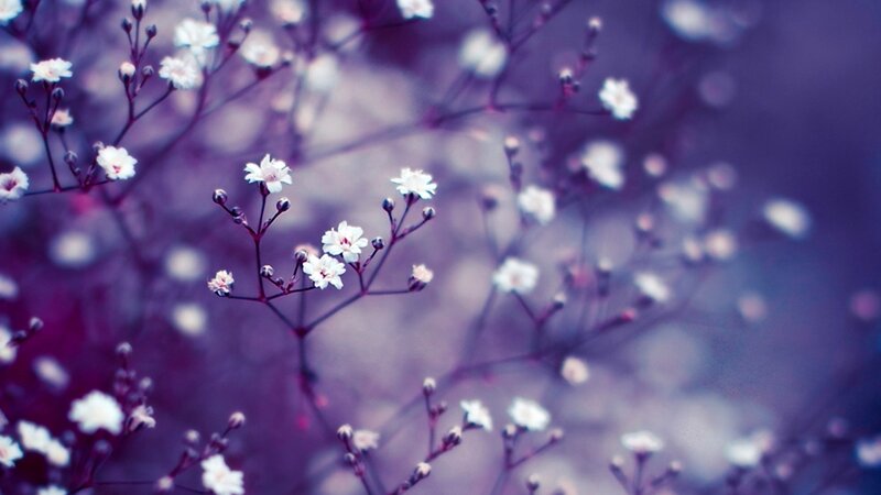 White Baby's Breath Flowers — Purple, Serene