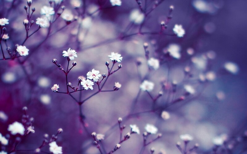 White Baby's Breath Flowers — Purple