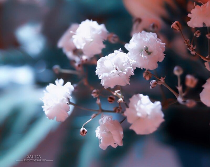 White Baby's Breath Flowers — Serene, Photograph, Buds
