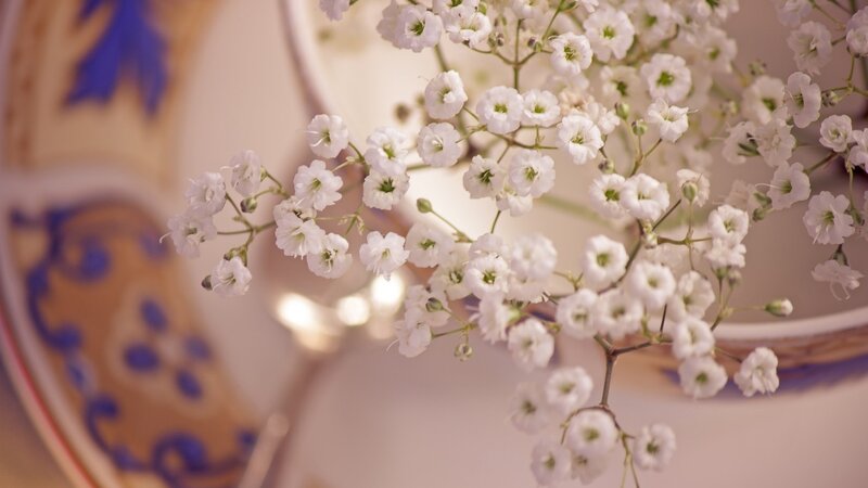 White Baby's Breath Flowers — Serene, Photograph, Plate