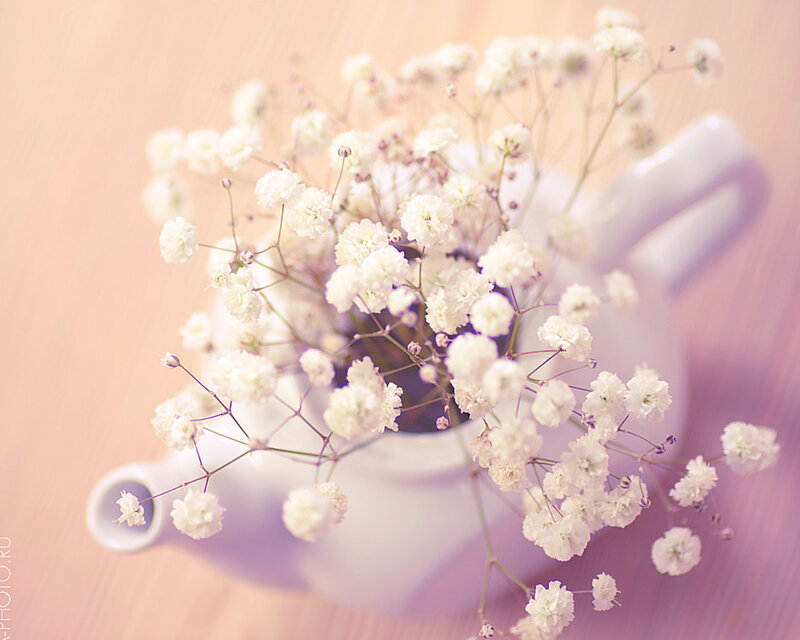 White Baby's Breath Flowers — Serene, Photograph, Teapot