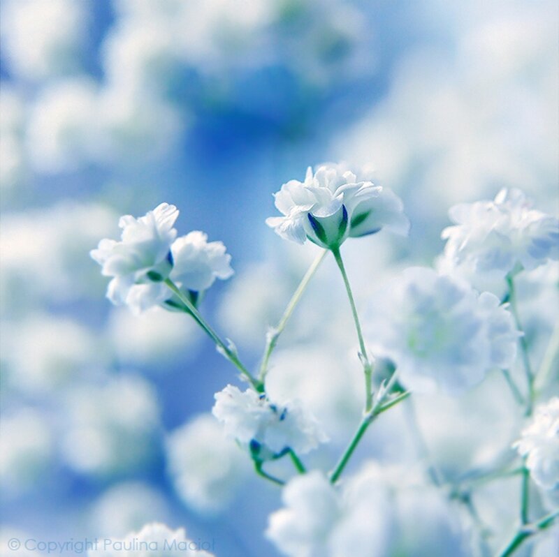 White Baby's Breath Flowers — Serene, Photograph