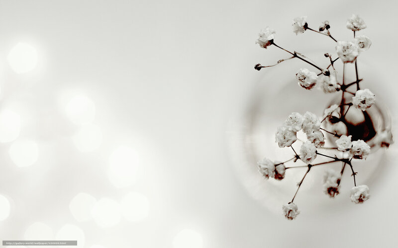 White Baby's Breath Flowers — Serene, Photograph, Vase