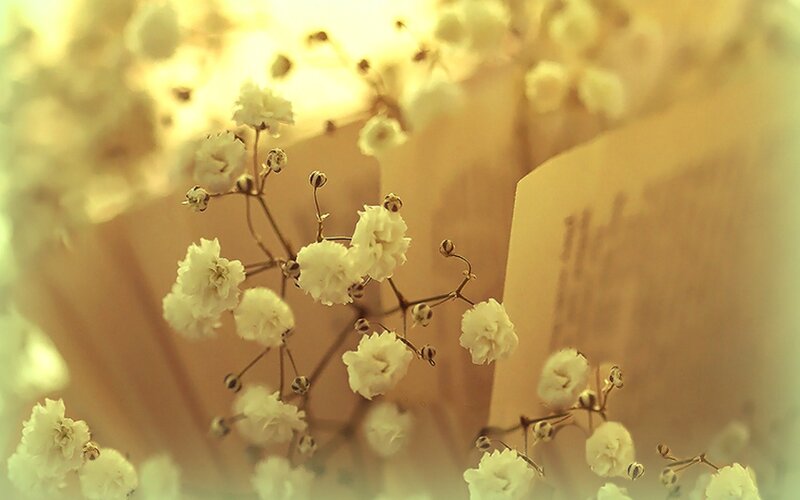 White Baby's Breath Flowers — Serene, Sunset