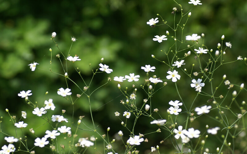 White Baby's-breath Flowers — Serene