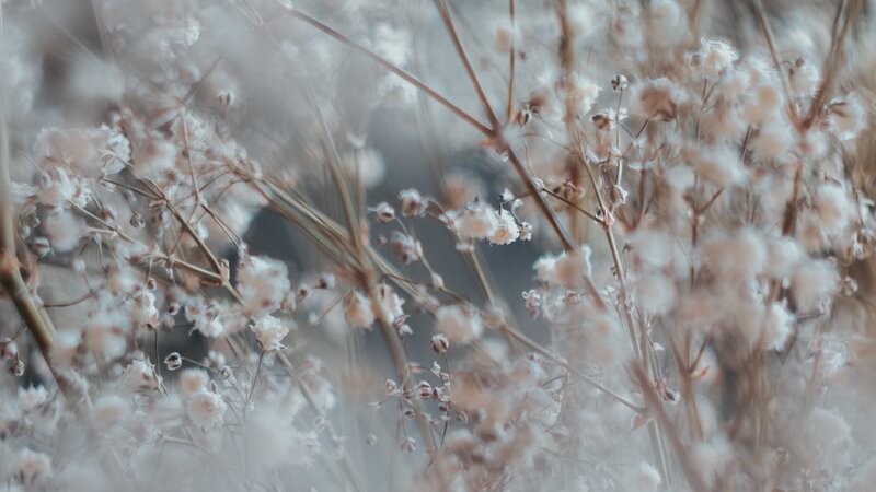 White Baby's Breath Flowers — Soft