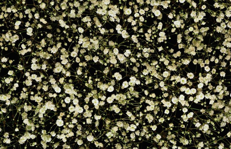 white baby's breath flowers
