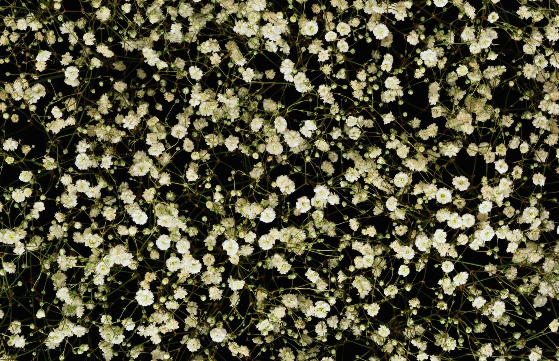 white baby's breath flowers