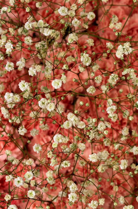 White baby's breath on pink background