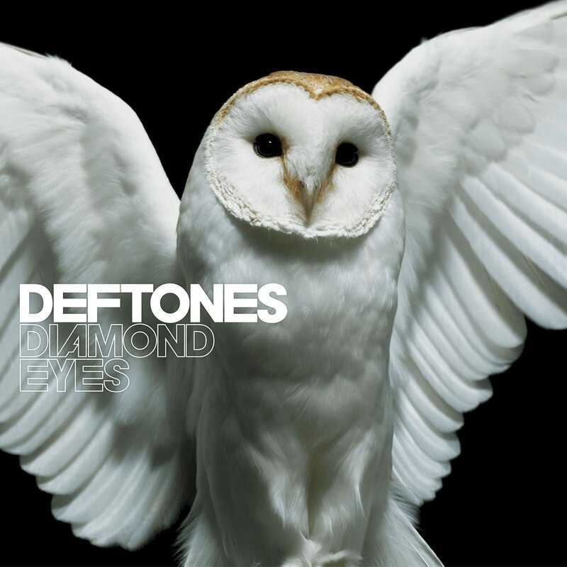 White Barn Owl — Dramatic