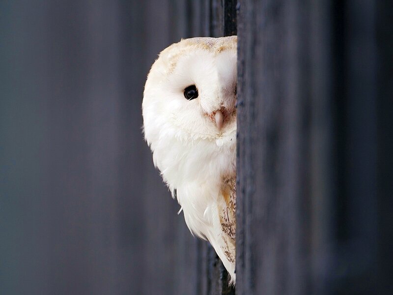 White Barn Owl