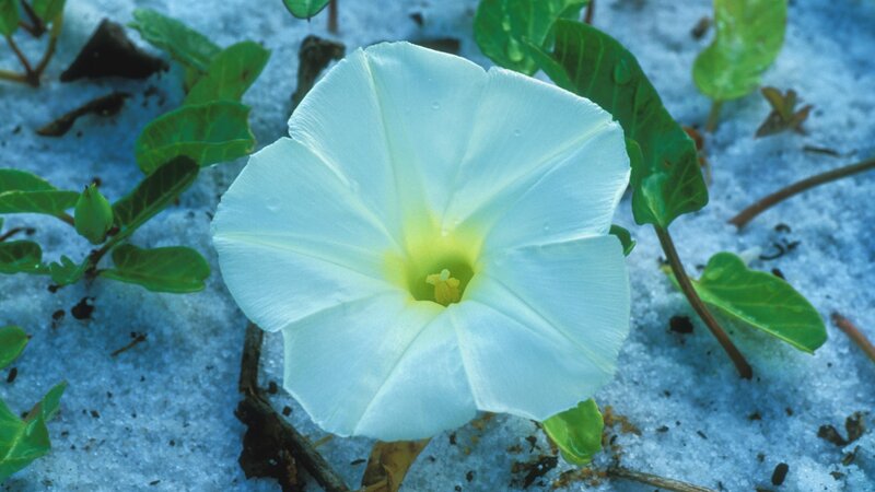 white beach morning glory flower