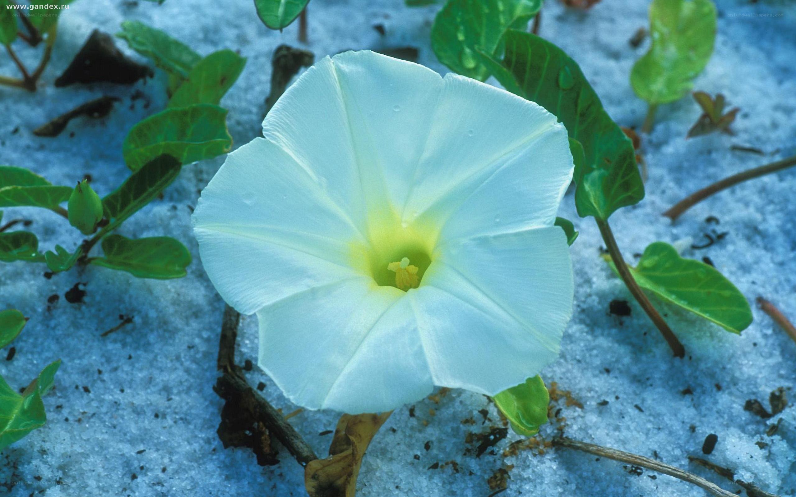 white beach morning glory flower