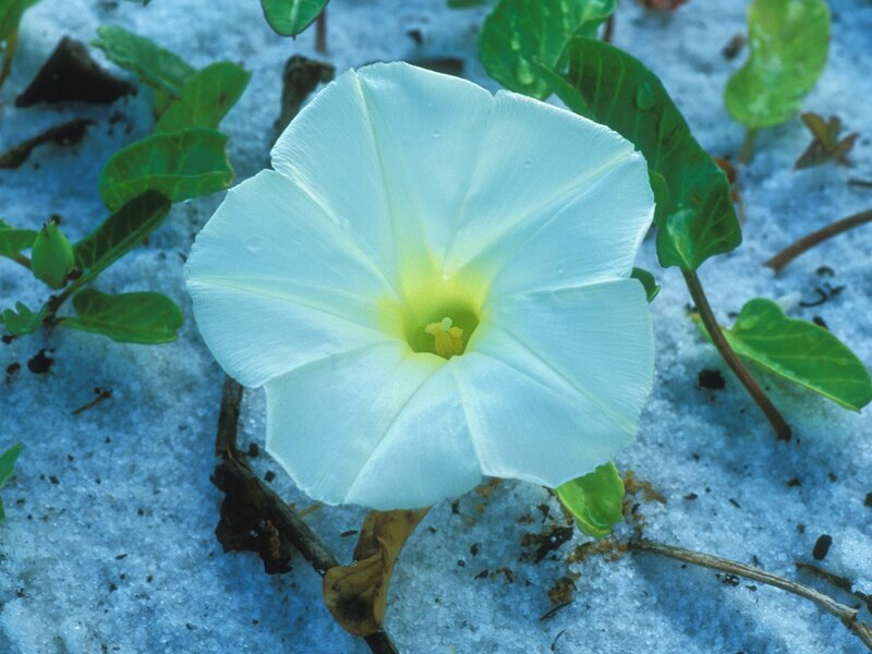 White Beach Morning Glory — Serene