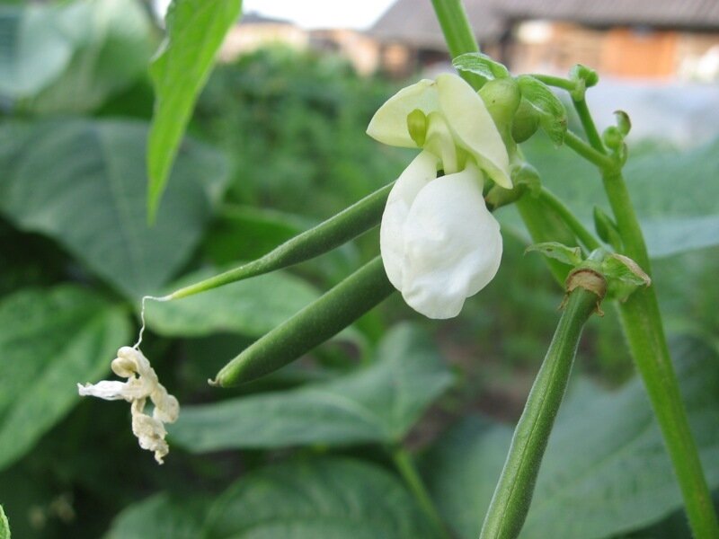 White Bean Flower