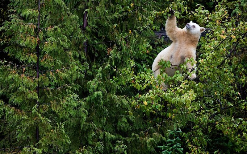 white bear climbing tree