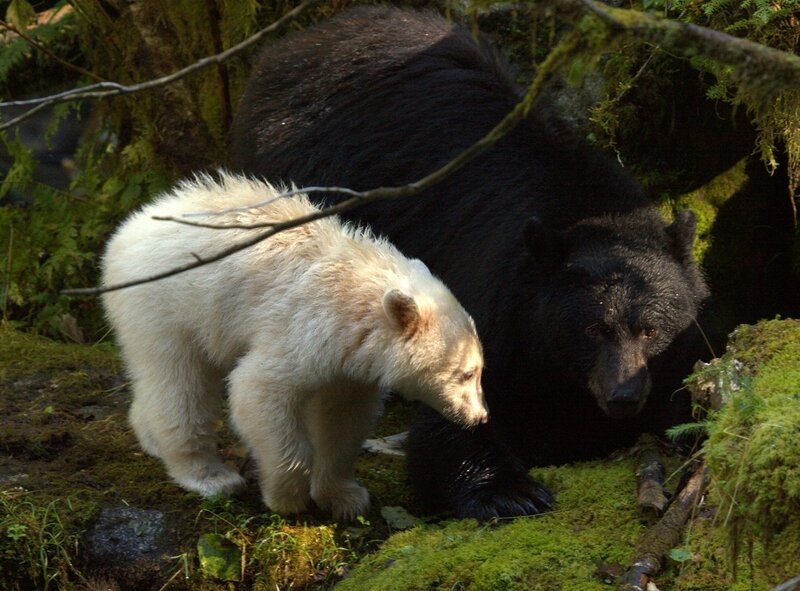 White Bear Cub with Black Bear
