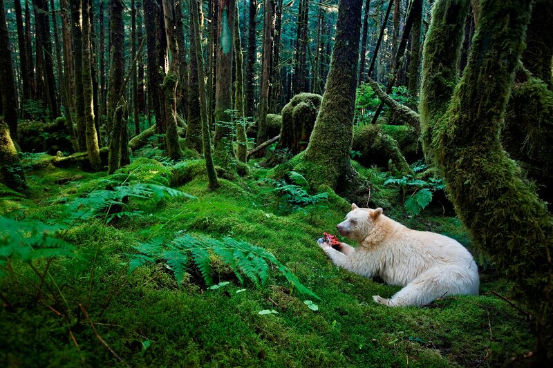 White Bear Eating Prey