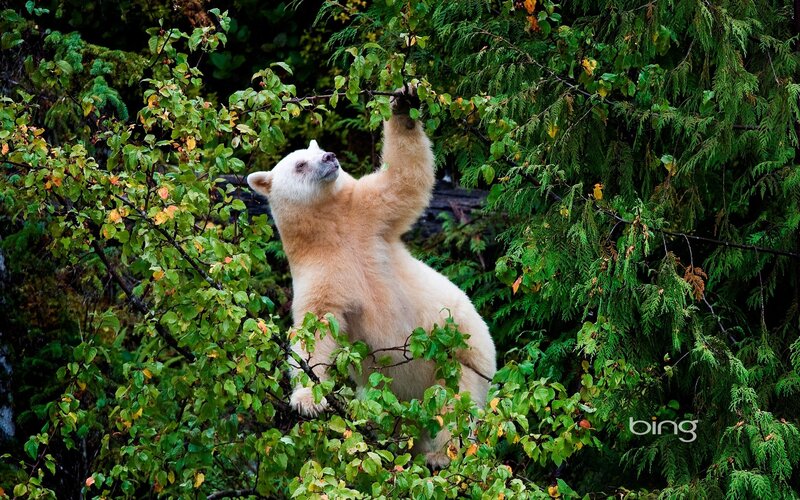 white bear in forest