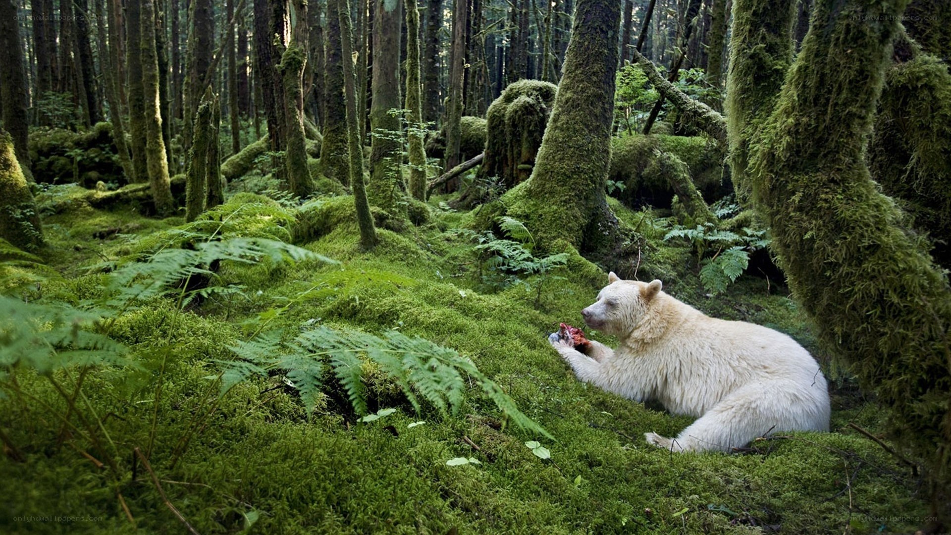white bear in forest